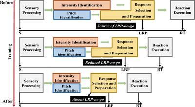 Information transmission in action video gaming experts: Inferences from the lateralized readiness potential